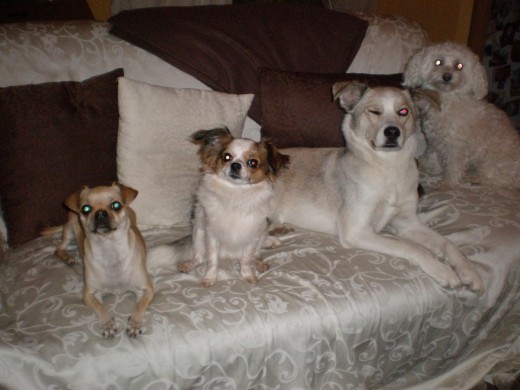 Emma con Fino (Papilon), Kira (Mestiza de Husky) y Maxi (Bichón Boloñes)